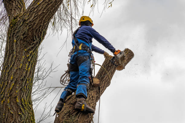 Best Seasonal Cleanup (Spring/Fall)  in Beatrice, NE