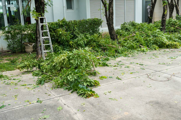 Best Palm Tree Trimming  in Beatrice, NE