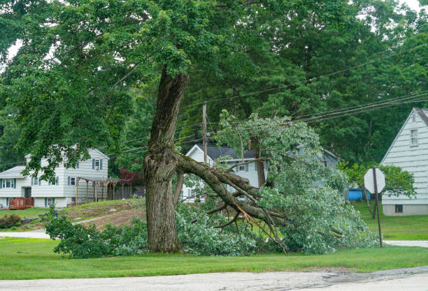 Best Leaf Removal  in Beatrice, NE